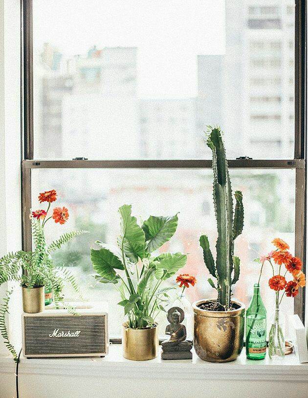 alt="plantas janela"
